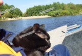 Кошка Помпа из Кириллова стала новым членом первого кошачьего отряда МЧС России