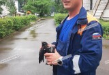 В Вологде один из детских садов на Ленинградской улице пережил нашествие ворон