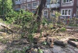 На бульваре Пирогова обкорнали деревья