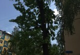 На бульваре Пирогова обкорнали деревья