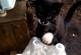 Впервые кошку из вологодского приюта отправили в зону СВО
