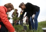 В Соколе продолжают уничтожать природу: ликвидирован сквер, созданный по инициативе правительства Вологодской области