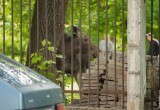 В центре крупного города Вологодской области охотоведы завалили лосенка