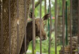 В центре крупного города Вологодской области охотоведы завалили лосенка