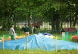 В центре крупного города Вологодской области охотоведы завалили лосенка