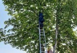 В Вологодской области спасателям пришлось снимать с дерева испуганного кота
