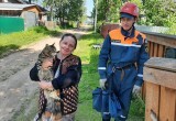 В Вологодской области спасателям пришлось снимать с дерева испуганного кота