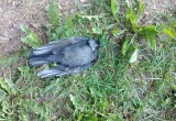 В поселке Грибково под Вологдой массово гибнут птицы
