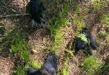 В поселке Грибково под Вологдой массово гибнут птицы