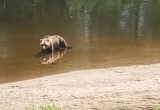Голодный медведь вышел к жилым домам в Усть-Кубинском округе