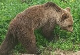 Приключения медведя, который вышел к людям в Вологодской области, продолжились…