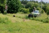 Приключения медведя, который вышел к людям в Вологодской области, продолжились…