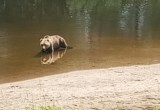 Приключения медведя, который вышел к людям в Вологодской области, продолжились…