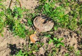 В Вологде на улице Чернышевского нашли противотанковую мину