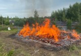 В Вологодской области из-за вспышки высокопатогенного птичьего гриппа начали сжигать кур