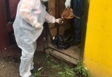 Специальные отряды ветеринаров приступили к уничтожению домашней птицы в Череповецком районе