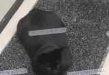 Кот-спасатель Беляш вернулся на службу после больничного