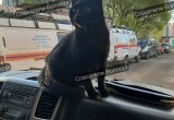 Кот-спасатель Беляш вернулся на службу после больничного