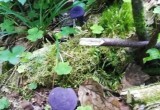 Вологжане наткнулись в лесу на фиолетовые грибы