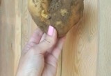 Носатый помидор и картофель-сердце: вологжане делятся фото с причудливыми овощами с собственных огородов