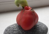 Носатый помидор и картофель-сердце: вологжане делятся фото с причудливыми овощами с собственных огородов