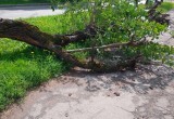 В Вологодской области трухлявый тополь чуть не раздавил юного велосипедиста