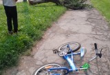 В Вологодской области трухлявый тополь чуть не раздавил юного велосипедиста
