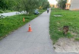 В Вологодской области 14-летний питбайкер приговорил 10-летнего велосипедиста и…