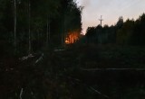 В Вологодской области бессовестные подростки устроили лесной пожар