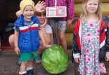Житель Вологодской области вырастил гигантский арбуз из семечек
