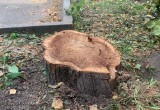 Во дворе музыканта Виктора Колесова спилили здоровые вязы