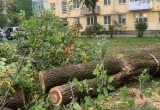 Во дворе музыканта Виктора Колесова спилили здоровые вязы
