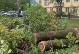 Во дворе музыканта Виктора Колесова спилили здоровые вязы