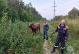 Сбежавшую коровушку едва спасли и вернули домой: нелёгкая это работа из болота тащить 