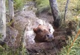 Сбежавшую коровушку едва спасли и вернули домой: нелёгкая это работа из болота тащить 
