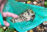 Спустя сутки спасатели вывели из леса жительницу Вологодского округа