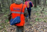 Спустя сутки спасатели вывели из леса жительницу Вологодского округа