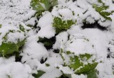 Вологжане продолжают радоваться первому снегу: фото становятся лучше и лучше