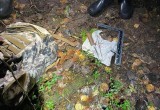 Ищет полиция: до 1 млн рублей могут заплатить браконьеры за убитого лося