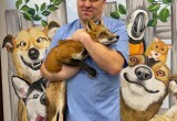Раненая лиса попала на хирургический стол вологодских ветеринаров
