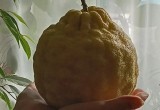 Огромный лимон! Земля гигантов в Вологодской области породила очередного овощного титана