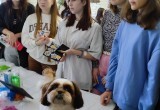 Собачку Стешу породы ши-цу ветеринары привлекли в Вологде к профориентационной работе
