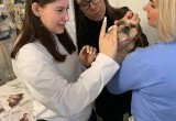 Собачку Стешу породы ши-цу ветеринары привлекли в Вологде к профориентационной работе