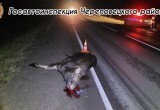 Смертельное ДТП потрясло пассажиров Хонды на трассе Вологда-Новая Ладога пять часов назад