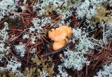 Вологодские леса все еще радуют грибами