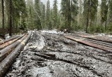 В Вологодской области обнаружена незаконная рубка леса в особо крупном размере