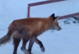 В Вологодской области в жилом квартале крупного города замечена лиса с ободранным хвостом