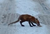 В Вологодской области в жилом квартале крупного города замечена лиса с ободранным хвостом