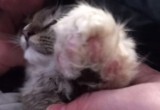 В Вологодской области спасли примерзшую к дереву кошку, которая плакала от бессилия