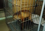 В Вологодской области спасали пушистую красавицу лисичку с раненой лапкой